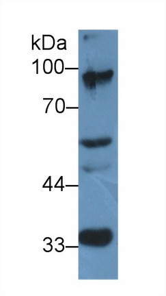 Elongin A (ELOA) Rat Polyclonal Antibody
