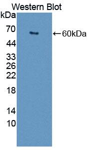 Scavenger Receptor Class D Member 1 (SCARD1) Mouse Polyclonal Antibody