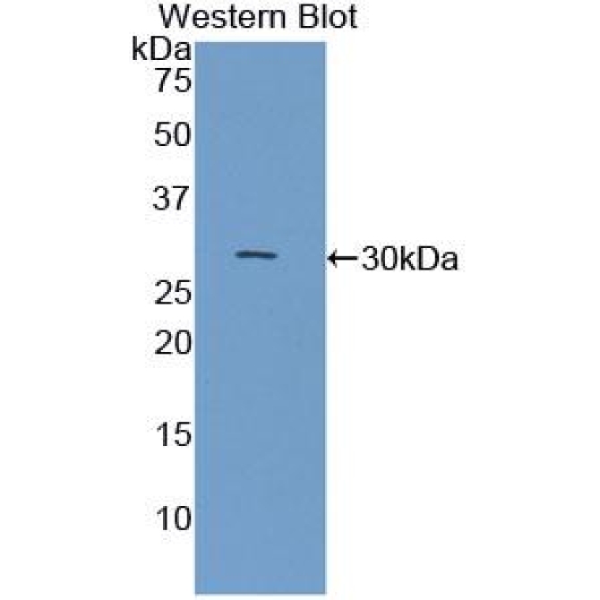 Contactin 3 (CNTN3) Mouse Polyclonal Antibody
