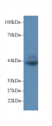 Cluster Of Differentiation 72 (CD72) Rat Polyclonal Antibody