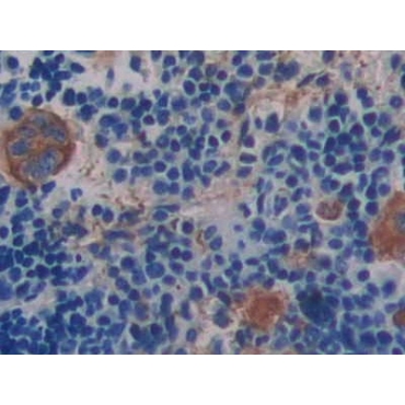 Integrin Beta 3 (ITGb3) Mouse Polyclonal Antibody