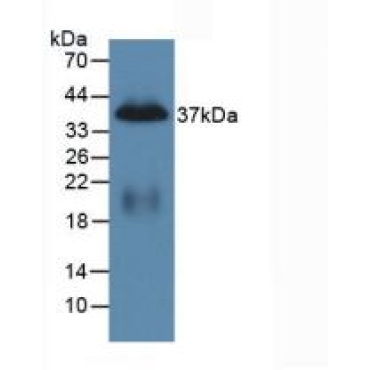 Pancreatic Polypeptide (PP) Mouse Polyclonal Antibody