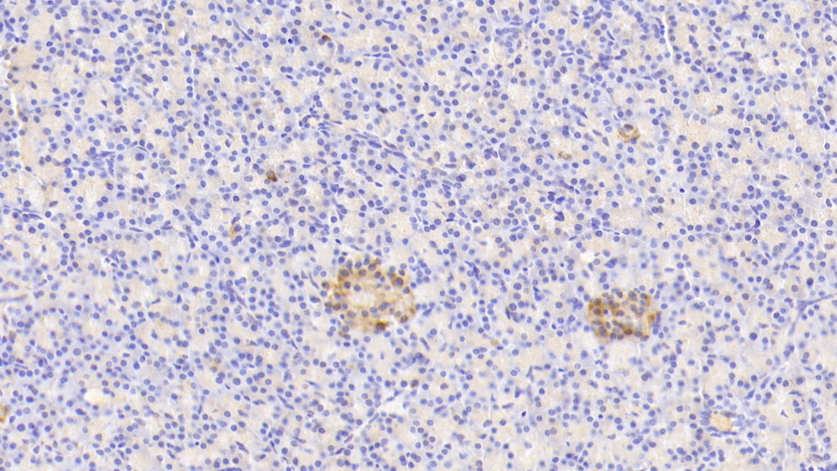 Glucagon (GCG) Pan-species (General) Polyclonal Antibody