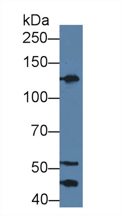 Kininogen 1 (KNG1) Human Polyclonal Antibody