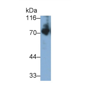 Kininogen 1 (KNG1) Mouse Polyclonal Antibody