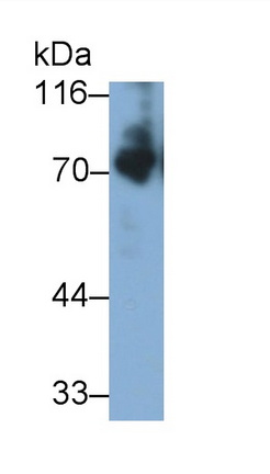 Kininogen 1 (KNG1) Mouse Polyclonal Antibody