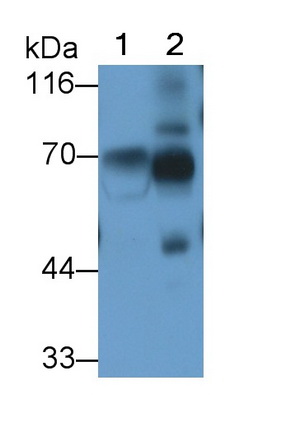 Kininogen 1 (KNG1) Rat Polyclonal Antibody