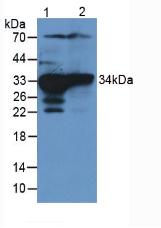 Sulfotransferase 1A1 (SULT1A1) Rat Polyclonal Antibody