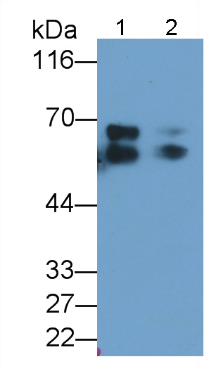 Membrane Cofactor Protein (MCP) Human Polyclonal Antibody