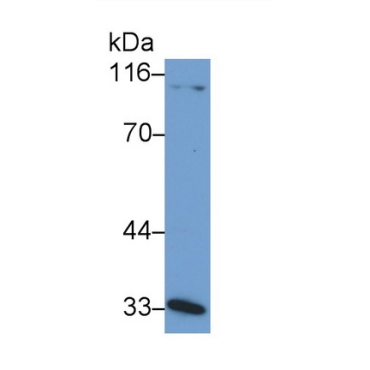 Membrane Cofactor Protein (MCP) Mouse Polyclonal Antibody