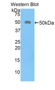 Membrane Cofactor Protein (MCP) Rat Polyclonal Antibody