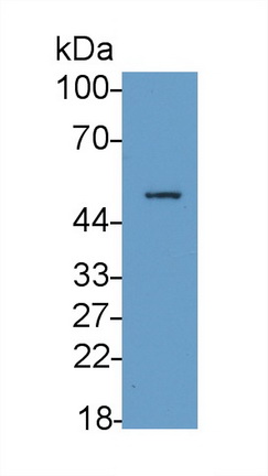 Fc Fragment Of IgG Low Affinity IIIa Receptor (FcgR3A) Rat Polyclonal Antibody