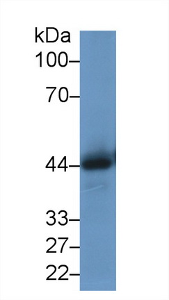 Cathepsin D (CTSD) Rat Polyclonal Antibody