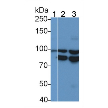 Integrin Alpha V (ITGaV) Mouse Polyclonal Antibody