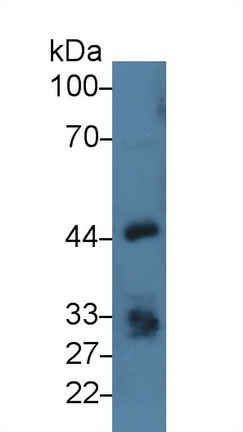 Epithelial Cell Adhesion Molecule (EPCAM) Pig Polyclonal Antibody