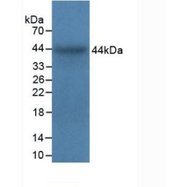 Integrin Alpha 5 (ITGa5) Bovine (Cattle) Polyclonal Antibody