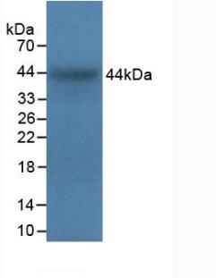 Integrin Alpha 5 (ITGa5) Bovine (Cattle) Polyclonal Antibody