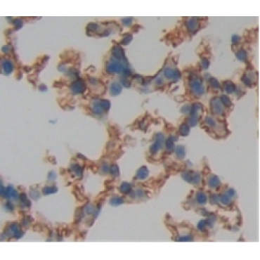 Integrin Alpha 5 (ITGa5) Mouse Polyclonal Antibody