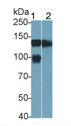Integrin Alpha 5 (ITGa5) Rat Polyclonal Antibody