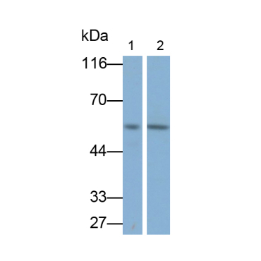 V-Myc Myelocytomatosis Viral Oncogene Homolog (MYC) Human Polyclonal Antibody