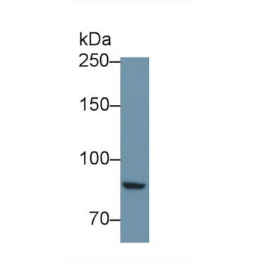 Protein Tyrosine Phosphatase Receptor Type S (PTPRS) Mouse Polyclonal Antibody
