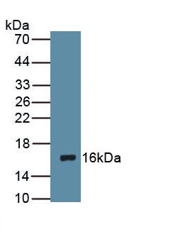Dopamine Receptor D1 (DRD1) Rat Polyclonal Antibody