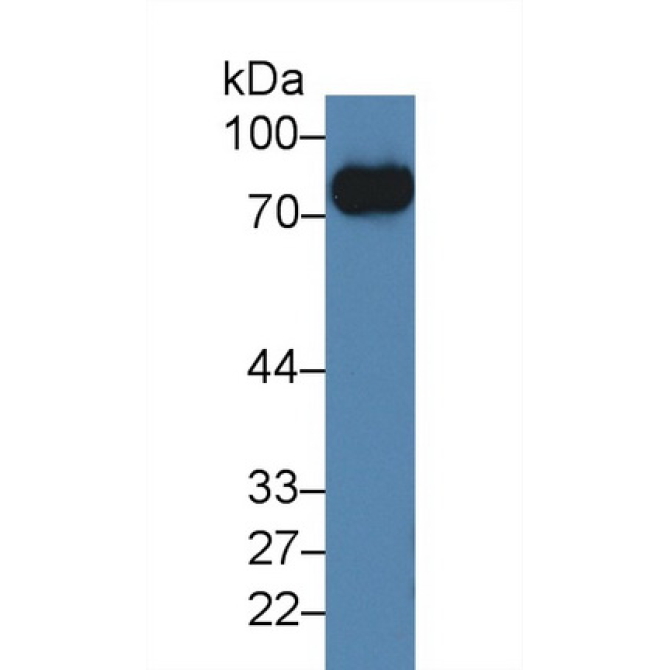 Cluster of Differentiation 42d (CD42d) Mouse Polyclonal Antibody