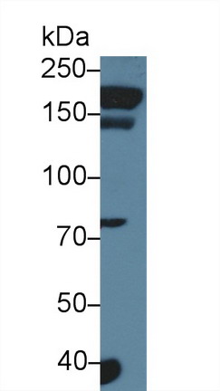 Agrin (AGRN) Rat Polyclonal Antibody