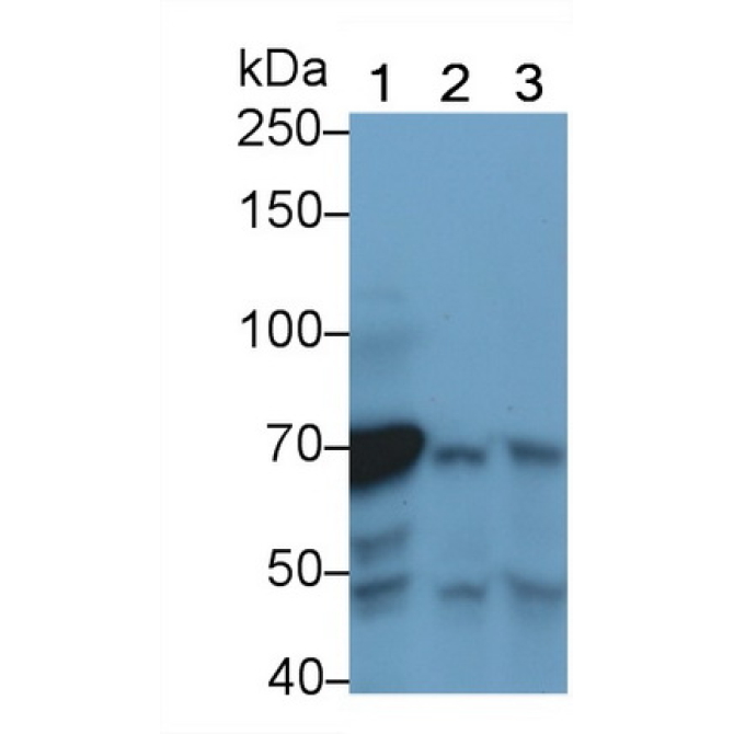 Complement C4-B (C4B) Mouse Polyclonal Antibody