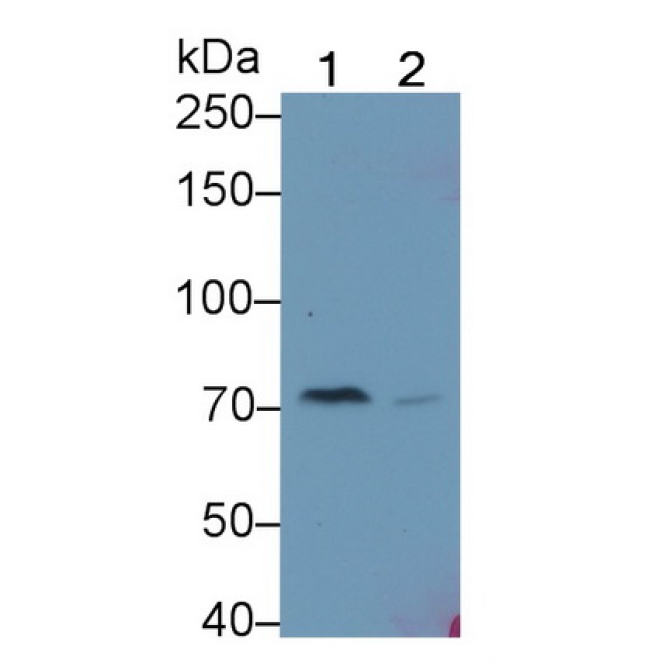 Complement C4-B (C4B) Mouse Polyclonal Antibody