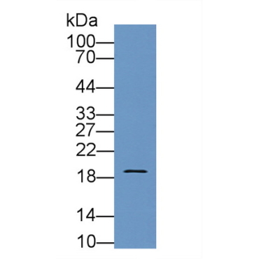Pleiotrophin (PTN) Bovine (Cattle) Polyclonal Antibody