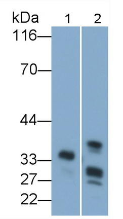 Chymotrypsin C (CTRC) Rat Polyclonal Antibody