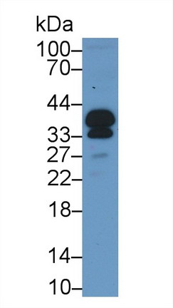 Proopiomelanocortin (POMC) Mouse Polyclonal Antibody