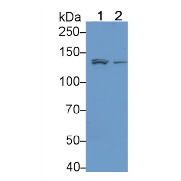 Integrin Alpha 1 (ITGa1) Human Polyclonal Antibody