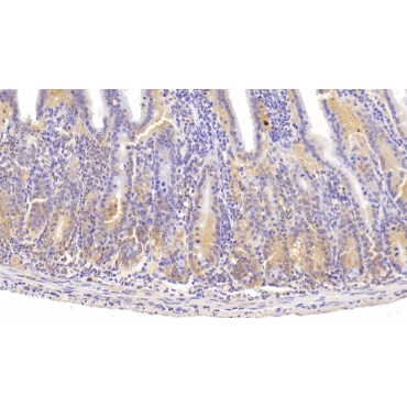 Integrin Alpha 1 (ITGa1) Mouse Polyclonal Antibody