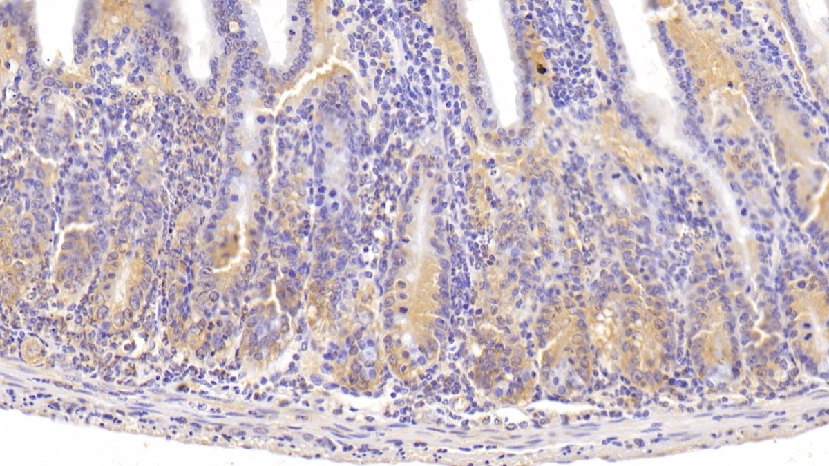 Integrin Alpha 1 (ITGa1) Mouse Polyclonal Antibody