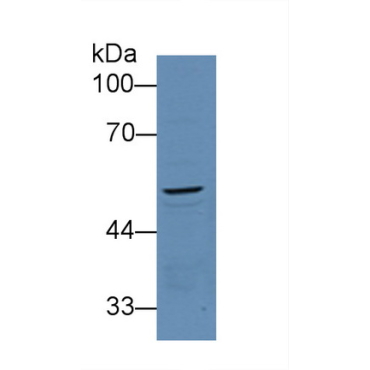Procollagen C-Endopeptidase Enhancer (PCOLCE) Mouse Polyclonal Antibody