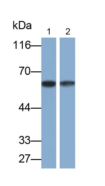 Perforin 1 (PRF1) Rat Polyclonal Antibody