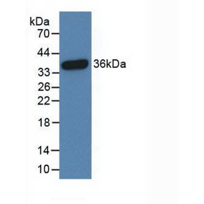 Cyclic AMP Response Element Binding Protein (CREB) Human Polyclonal Antibody