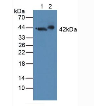 Growth Associated Protein 43 (GAP43) Human Polyclonal Antibody