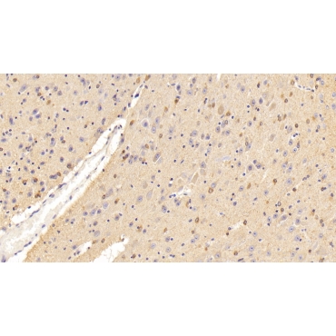 Growth Associated Protein 43 (GAP43) Mouse Polyclonal Antibody