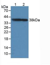 Growth Associated Protein 43 (GAP43) Rat Polyclonal Antibody