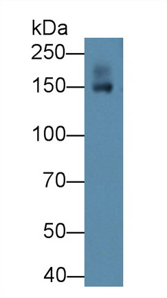 Tenascin R (TNR) Rat Polyclonal Antibody
