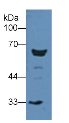 Involucrin (INV) Rat Polyclonal Antibody