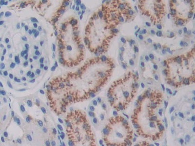 Ornithine Decarboxylase (ODC) Rat Polyclonal Antibody