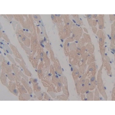 Microtubule Associated Protein 6 (MAP6) Mouse Polyclonal Antibody