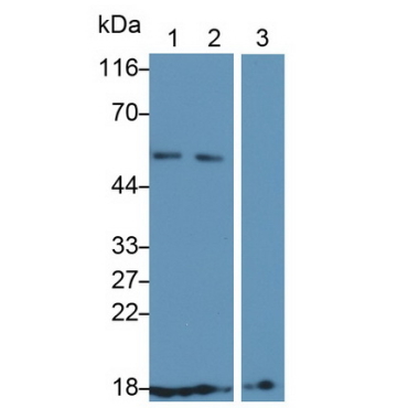 Cluster of Differentiation 59 (CD59) Mouse Polyclonal Antibody