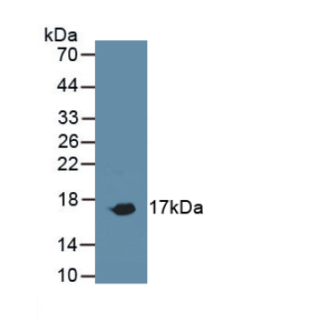 Cluster of Differentiation 59 (CD59) Mouse Polyclonal Antibody