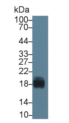 Cluster of Differentiation 59 (CD59) Pig Polyclonal Antibody