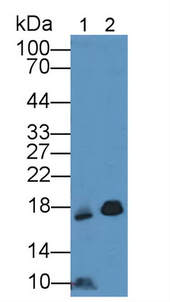 Cluster of Differentiation 59 (CD59) Rat Polyclonal Antibody